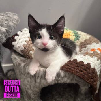 Cookie -  Domestic Short Hair Cat for Adoption in Vancouver, British Columbia - Cookie | PetCurious