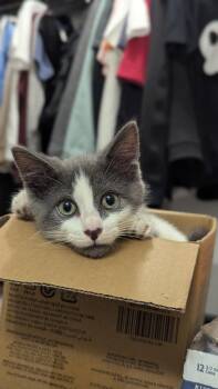 Penguin -  Domestic Short Hair Cat for Adoption in Raleigh, North Carolina - Penguin | PetCurious