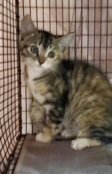 MIA -  Domestic Short Hair Cat Available for Adoption in Fort Lauderdale, Florida - MIA | PetCurious