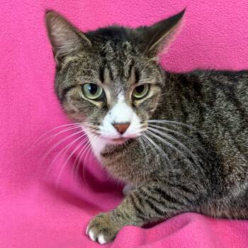 Rescue Domestic Short Hair Cats for Adoption in Valdosta, Georgia - Pothos | PetCurious