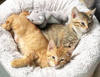 Calico and Tabby Cats Available for Adoption in Fort Myers, Florida - Zoe | PetCurious
