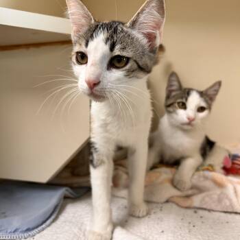 Astrid -  Domestic Short Hair Cat for Adoption in Myerstown, Pennsylvania - Astrid | PetCurious