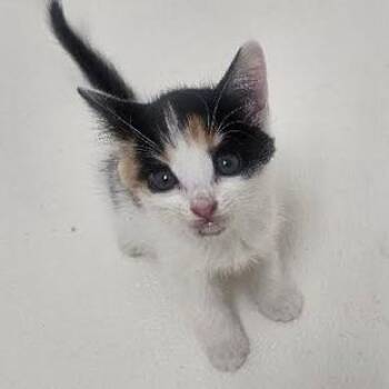 Godiva -  Domestic Short Hair Cat for Adoption in Starkville, Mississippi - Godiva | PetCurious
