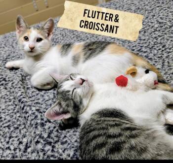 Grey and white crew-females -  Domestic Short Hair Cat for Adoption in Moline, Illinois - Grey And White Crew-females | PetCurious