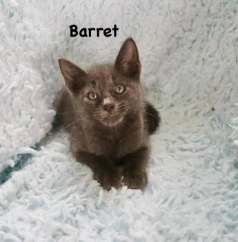 Rescue Russian Blue Cats for Adoption in St. Augustine, Florida - Barret | PetCurious