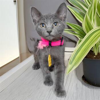 SASSAFRAS -  Domestic Short Hair Cat for Adoption in St. Louis, Missouri - SASSAFRAS | PetCurious