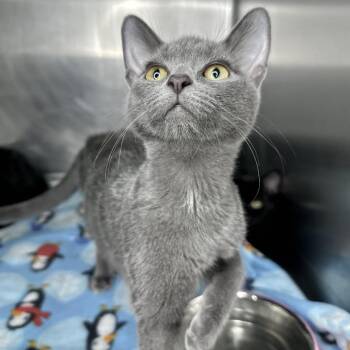 Spectacle -  Domestic Short Hair Cat for Adoption in Matteson, Illinois - Spectacle | PetCurious