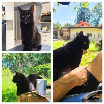 Rescue Domestic Short Hair Cats for Adoption in Abbotsford, British Columbia - Countess | PetCurious