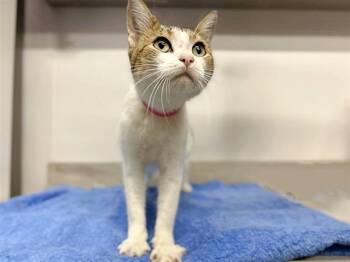 Rescue Domestic Short Hair Cats for Adoption in Brentwood, Missouri - MANDY | PetCurious