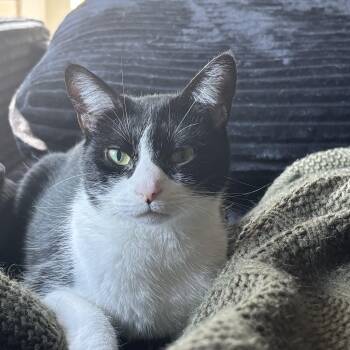 Ranni -  Domestic Short Hair Cat for Adoption in Fairfax, Virginia - Ranni | PetCurious