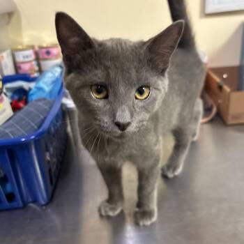 Kool Aid -  Domestic Short Hair Cat for Adoption in Walden, New York - Kool Aid | PetCurious