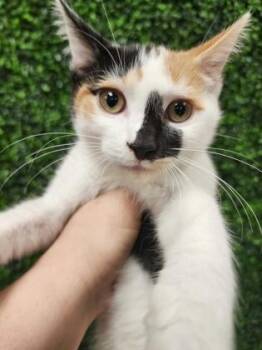 Sundance Kiddie $50 @Petco -  Domestic Short Hair Cat for Adoption in Seneca, South Carolina - Sundance Kiddie $50 @Petco | PetCurious