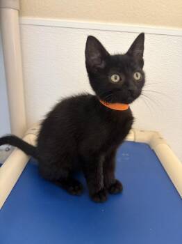 Michelangelo -  Domestic Short Hair Cat for Adoption in Challis, Idaho - Michelangelo | PetCurious