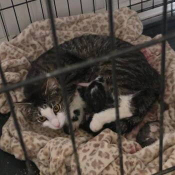 Domestic Short Hair Cats Available for Adoption in Delaware, Ohio - Daisy | PetCurious