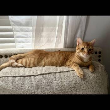 Doc -  Domestic Short Hair Cat for Adoption in Crofton, Maryland - Doc | PetCurious