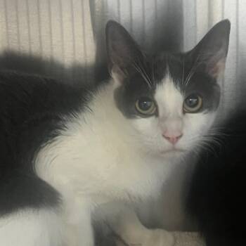 Rescue Domestic Short Hair Cats for Adoption in Sarasota, Florida - Ham (4) | PetCurious