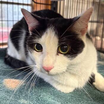 Tuxedo Cats Available for Adoption - Loki | PetCurious