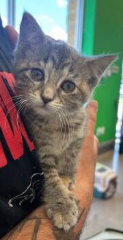 Serenity -  Domestic Medium Hair Cat for Adoption in Grand Rapids, Michigan - Serenity | PetCurious