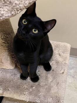 Gracie -  Domestic Short Hair Cat for Adoption in Blasdell, New York - Gracie | PetCurious