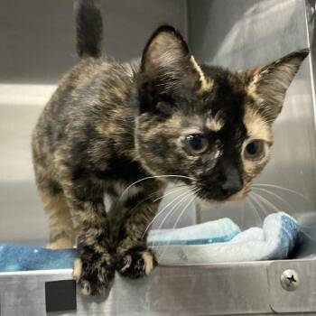 Twinkles -  Domestic Short Hair and Domestic Long Hair Cat for Adoption in Montgomery, Alabama - Twinkles | PetCurious