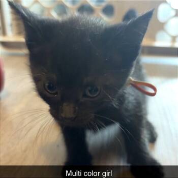 Persephone -  Domestic Short Hair Cat Available for Adoption in Monroe, Michigan - Persephone | PetCurious