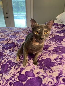 Rescue Domestic Short Hair Cats for Adoption in Tampa, Florida - Lorelei | PetCurious