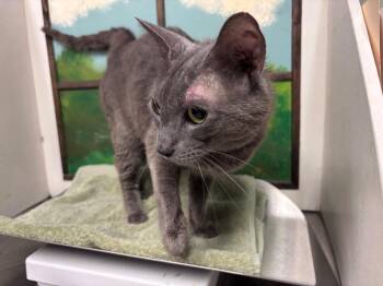 GRUNDLE -  Domestic Short Hair Cat for Adoption in Houston, Texas - GRUNDLE | PetCurious