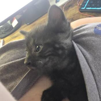 Kimchi -  Domestic Short Hair Cat for Adoption in Shelbyville, Indiana - Kimchi | PetCurious