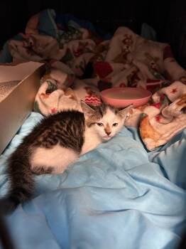 Apple (will be ready to adopt end of July) -  American Shorthair Cat for Adoption in Round Rock, Texas - Apple (will Be Ready To Adopt End Of July) | PetCurious