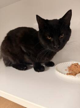 Domestic Short Hair Cats Available for Adoption - **Cat Cafe** Kayak | PetCurious