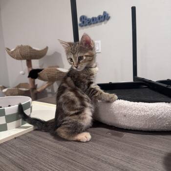 Domestic Medium Hair Cats Available for Adoption in San Diego, California - Alice | PetCurious