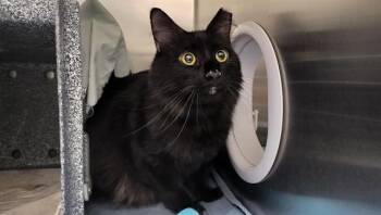 Domestic Long Hair Cats Available for Adoption in Pueblo, Colorado - KEVIN | PetCurious