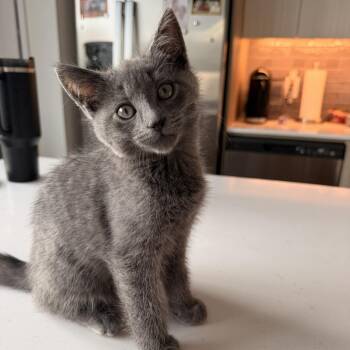 Frappe -  Domestic Short Hair Cat for Adoption in Chicago, Illinois - Frappe | PetCurious