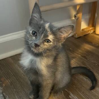 Rescue Domestic Short Hair Cats for Adoption in Cumming, Georgia - Hera | PetCurious