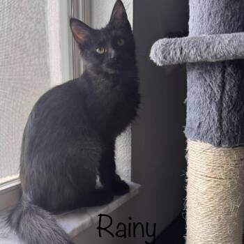 Maine Coon and Domestic Long Hair Cats Available for Adoption in Titusville, Florida - Rainy | PetCurious