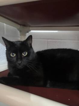 Arlo -  Domestic Short Hair Cat for Adoption in Salmon, Idaho - Arlo | PetCurious