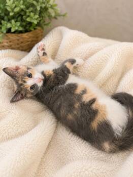 Arianna -  Dilute Calico Cat for Adoption in Andover, Minnesota - Arianna | PetCurious