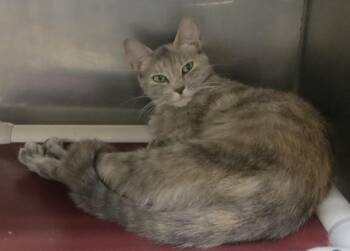 Lily -  Dilute Tortoiseshell Cat for Adoption in Brockton, Massachusetts - Lily | PetCurious