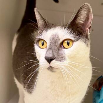 Chloe -  Domestic Short Hair Cat for Adoption in Temecula, California - Chloe | PetCurious
