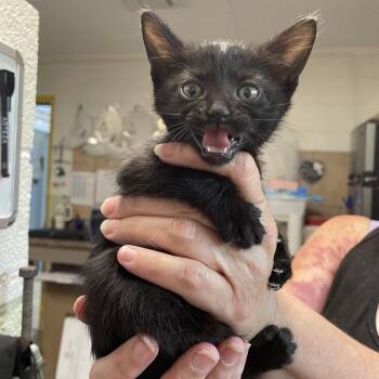 Meowscarada -  Domestic Medium Hair Cat for Adoption in Eureka Springs, Arkansas - Meowscarada | PetCurious