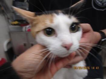 Domestic Short Hair Cats Available for Adoption in Marietta, Georgia - 662 | PetCurious