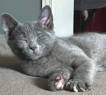 Cosmo -  Domestic Short Hair Cat for Adoption in Mississauga, Ontario - Cosmo | PetCurious
