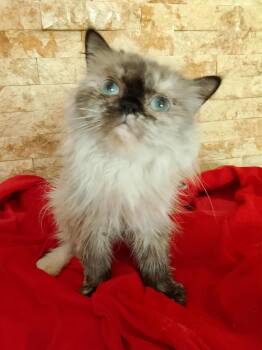 Rescue Ragdoll and Himalayan Cats for Adoption in Brampton, Ontario - Hana M. | PetCurious