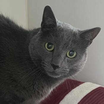 Ivan -  Domestic Short Hair Cat for Adoption in Park City, Utah - Ivan | PetCurious