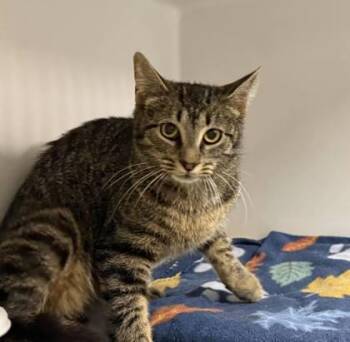 Squeek -  Domestic Short Hair Cat for Adoption in Leitchfield, Kentucky - Squeek | PetCurious