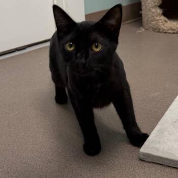 Spazz -  Domestic Short Hair Cat for Adoption in Middlebury, Vermont - Spazz | PetCurious
