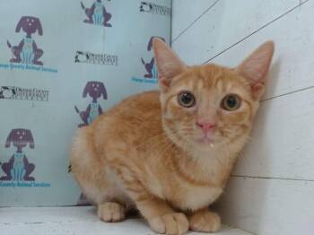 A605065 -  Domestic Short Hair Cat for Adoption in Orlando, Florida - A605065 | PetCurious