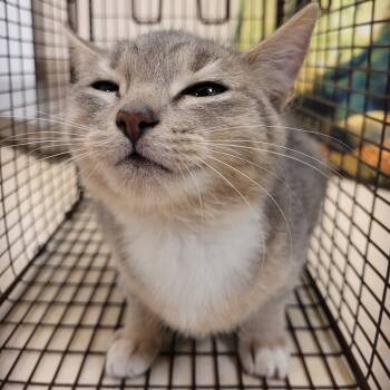 Rescue Domestic Short Hair Cats for Adoption in Lake Panasoffkee, Florida - Lyla | PetCurious