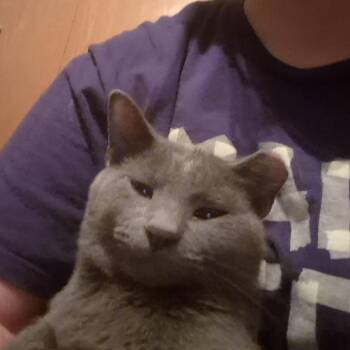 Harry -  Domestic Short Hair Cat for Adoption in Plainfield, Illinois - Harry | PetCurious