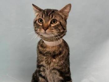 Bona -  Domestic Medium Hair and Domestic Short Hair Cat for Adoption in Minneapolis, Minnesota - Bona | PetCurious